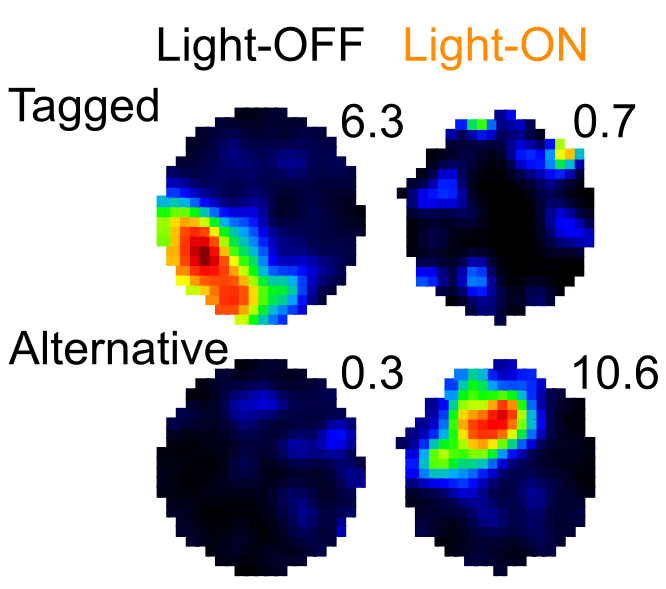 Example spatial rate maps of simultaneously-recorded neurons (one neuron per row) from the dorsal hippocampus of a c-fos::ArchT mouse exploring a circular environment. The optogenetic silencing of (ArchT-tagged) neurons actively representing that environment allows for the emergence of an alternative place code by previously quiet hippocampal neurons.