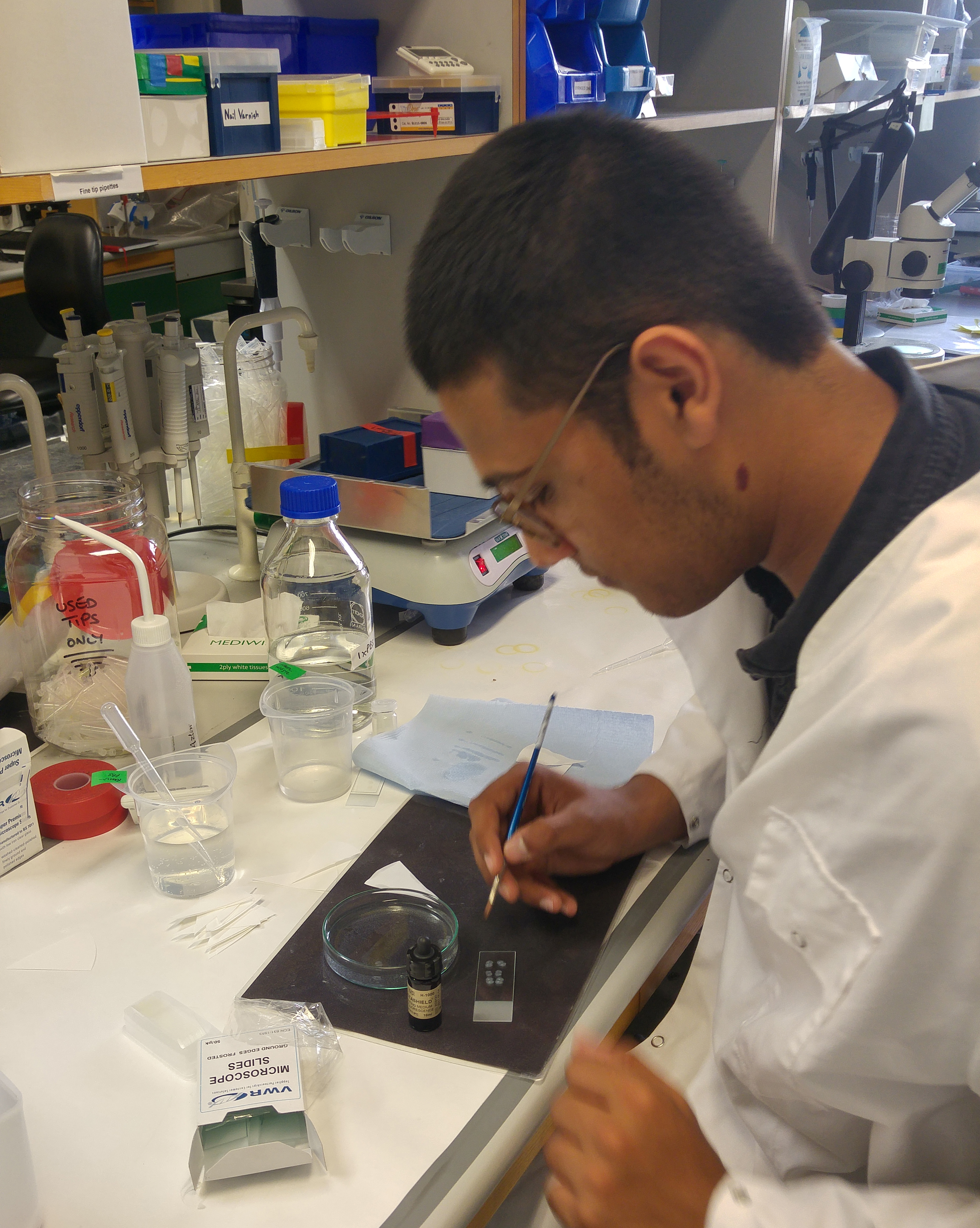 In2scienceUK student Abhay working on his collection of mouse brain sections at the MRC BNDU.